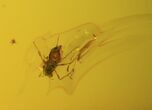 Fossil Spider (Aranea) and Prey In Baltic Amber #48227-2